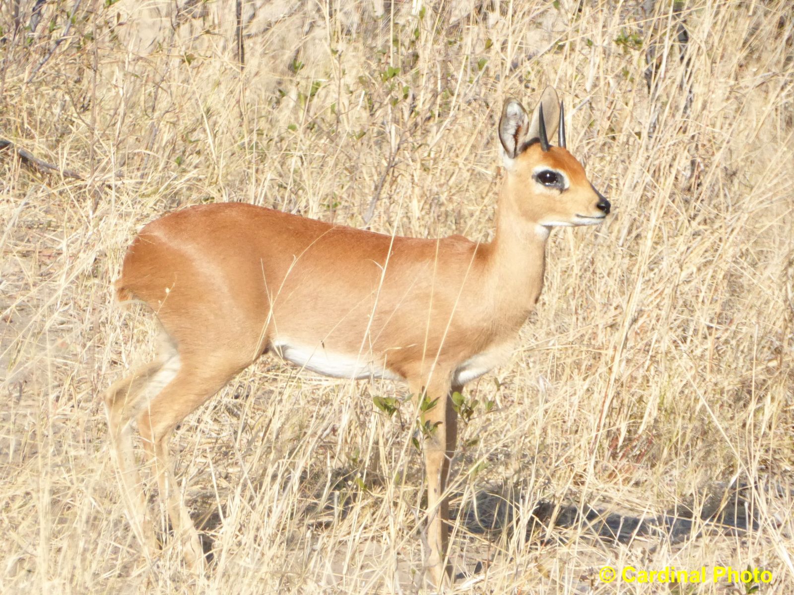 ma_steenbok_0382